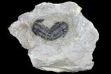 Two Detailed Gerastos Trilobite Fossils - Morocco #145766-1